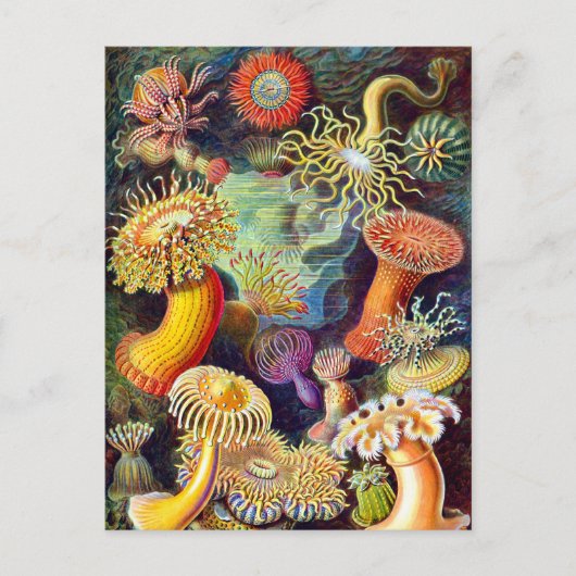 Zee Anemones Ernst Haeckel Fine Art Briefkaart (Voorkant)