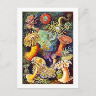 Zee Anemones Ernst Haeckel Fine Art Briefkaart