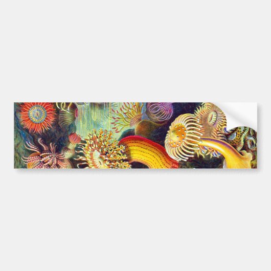 Zee Anemones Ernst Haeckel Fine Art Bumpersticker (Voorkant)