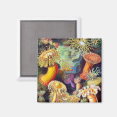Zee Anemones Ernst Haeckel Fine Art Magneet (Voorkant / Achterkant)