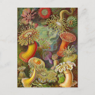 Zee Anemones  Illustratie Briefkaart