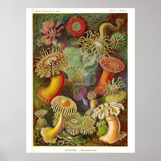 Zee Anemones Illustratie Poster (Voorkant)