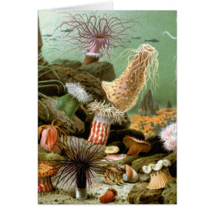  Zee Anemones, Marine Life Ocean Animals