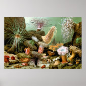 Zee Anemones, Marine Life Ocean Animals Poster (Voorkant)