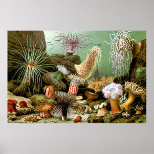  Zee Anemones, Marine Life Ocean Animals Poster