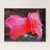 Zee Anemonies Legpuzzel (Horizontaal)