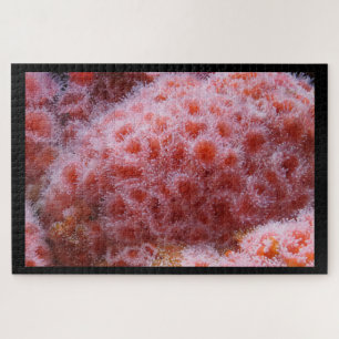 Zee Anenome, Pastel Pink Legpuzzel