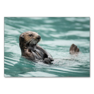 Zee bekijken otter kaart