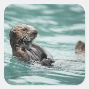 Zee bekijken otter vierkante sticker