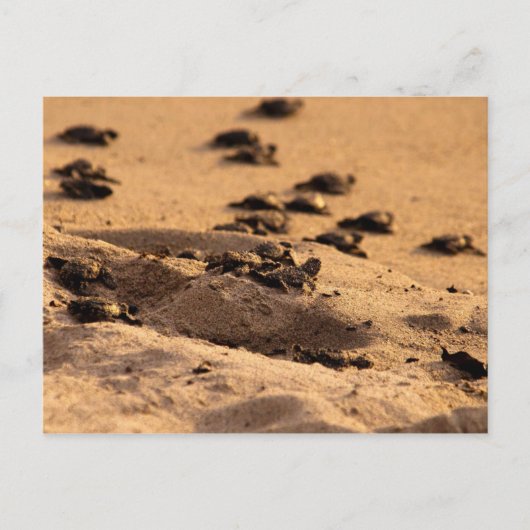 Zee Briefkaart (Voorkant)