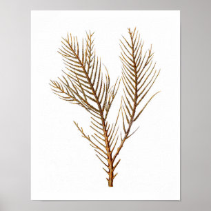 Zee Coral No. 10 stranddecor kunstwerk Poster