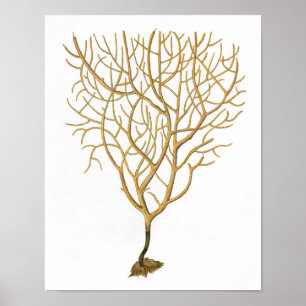 Zee Coral No.6 Antiek Natuurgeschiedenis Afdrukken Poster
