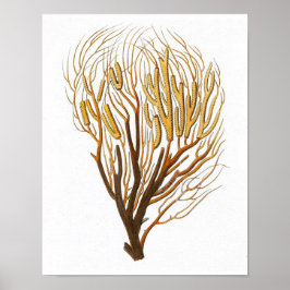Zee Coral No.7 Antiek Natuurgeschiedenis Afdrukken Poster