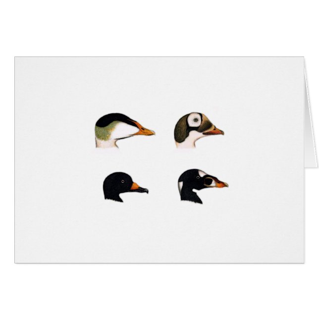 Zee Ducks Logo (Voorkant Horizontaal)