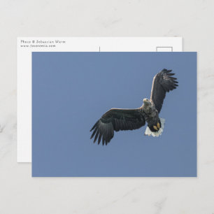 Zee Eagle Briefkaart