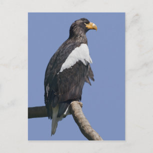 Zee Eagle Briefkaart van verkoper