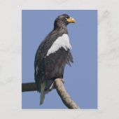 Zee Eagle Briefkaart van verkoper (Voorkant)
