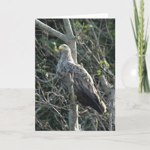 Zee Eagle in Nederland Kaart