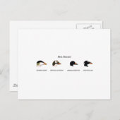 Zee Eenden Logo (titel) Briefkaart (Voorkant / Achterkant)