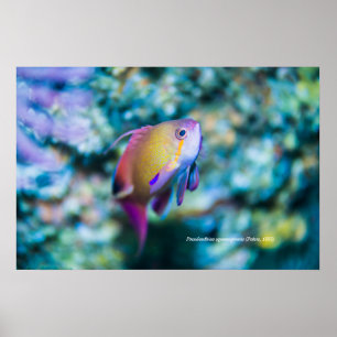 Zee goldie, kleurrijke schattige vis poster