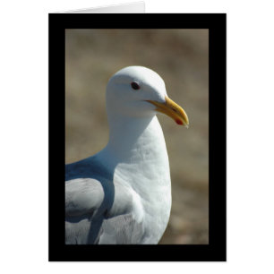 Zee Gull