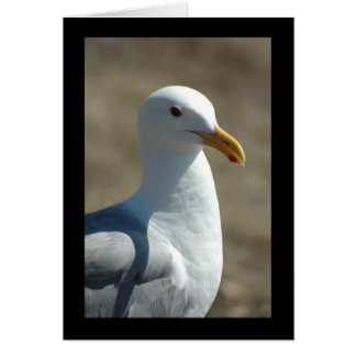 Zee Gull