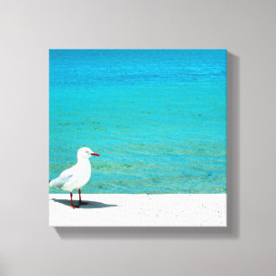 Zee Gull Nutgrove Beach, Sandy Bay Tasmania Canvas Afdruk