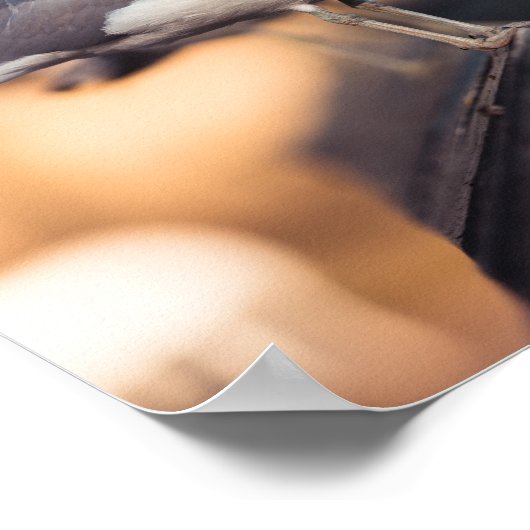 Zee Gull Poster (Hoek)