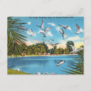 Zee Gulls op Inland Florida Lake Briefkaart