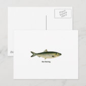 Zee Haring Briefkaart (Voorkant / Achterkant)