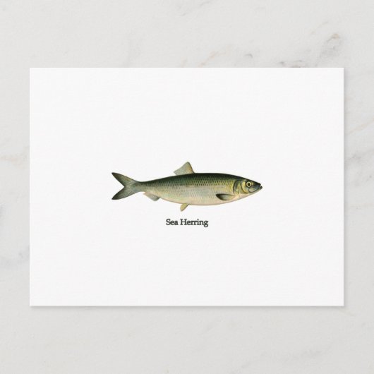 Zee Haring Briefkaart (Voorkant)