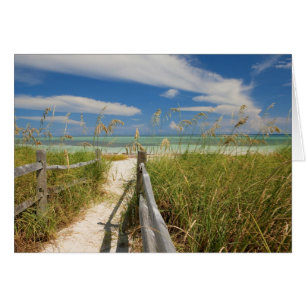 Zee haver (Uniola paniculata) die op het strand wo