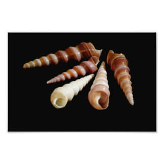 Zee Horns Foto Afdruk