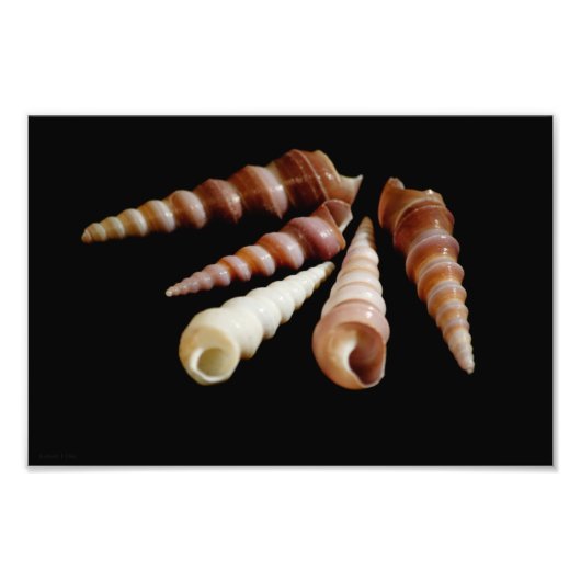 Zee Horns Foto Afdruk (Voorkant)