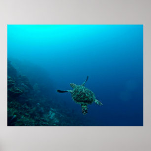 ZEE IN WATER POSTER