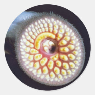 Zee Lamprey Ronde Sticker