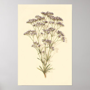 Zee Lavendel Botanische Studie 12 × 18 Poster