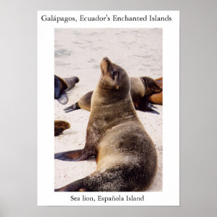 Zee leeuw die zijn nekspieren ontspannen poster