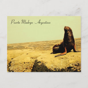 Zee Leeuw. Puerto Madryn - Argentinië Briefkaart