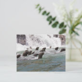 Zee leeuwen aangetrokken in het water om te kijken briefkaart (Staand voorkant)