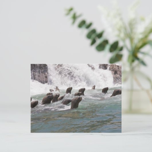 Zee leeuwen aangetrokken in het water om te kijken briefkaart (Staand voorkant)