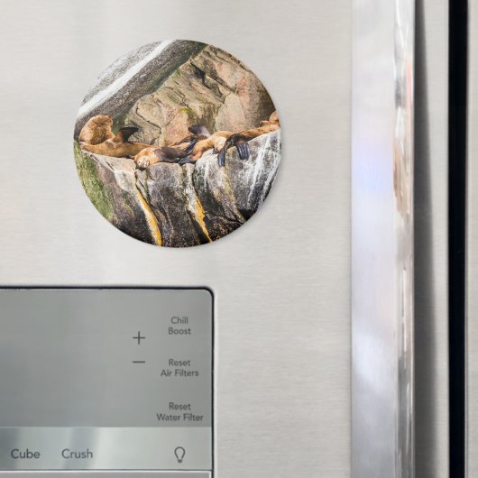 Zee leeuwen die op de rotsen liggen magneet (Insitu (Koelkast))