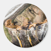 Zee leeuwen die op de rotsen liggen magneet (Voorkant)