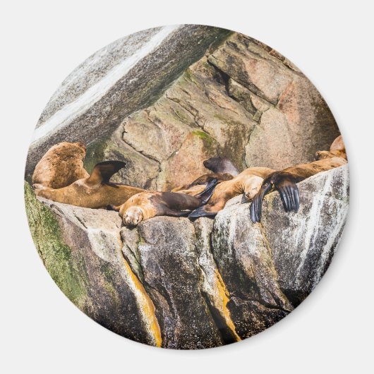 Zee leeuwen die op de rotsen liggen magneet (Voorkant)