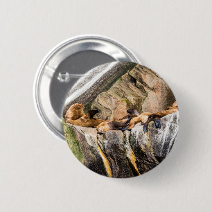 Zee leeuwen die op de rotsen liggen ronde button 5,7 cm