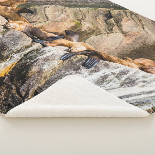Zee leeuwen die op de rotsen liggen sherpa deken