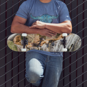 Zee leeuwen die op de rotsen liggen skateboard