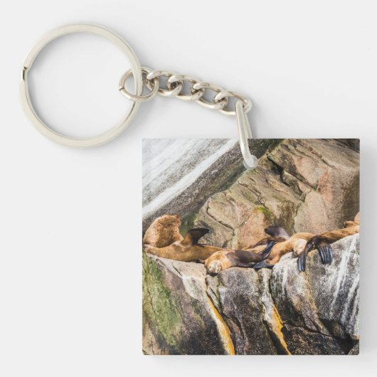 Zee leeuwen die op de rotsen liggen sleutelhanger (Voorkant)