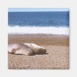 Zee leeuwen die op strand rusten magneet