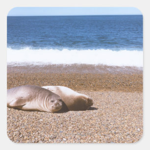 Zee leeuwen die op strand rusten vierkante sticker